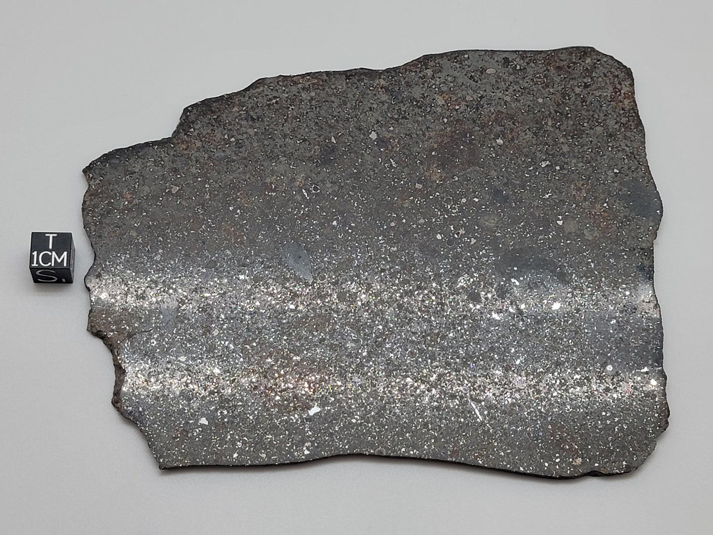 NWA 869 Sliced & Polished Chondrite Meteorite - 145g