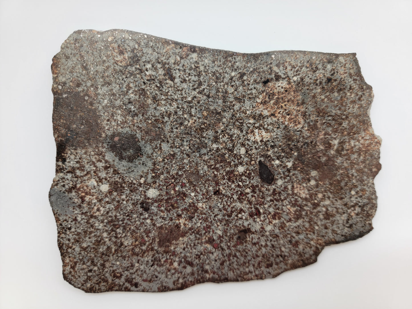 NWA 869 Sliced & Polished Chondrite Meteorite - 145g