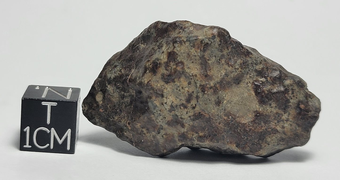 NWA 869 Ordinary Chondrite L3-6 Meteorite 20g