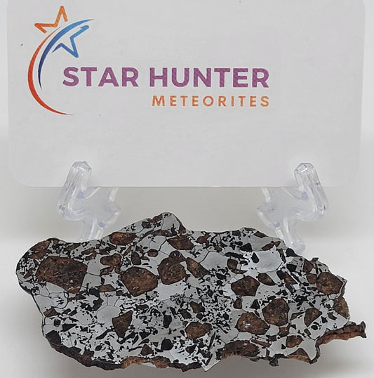 Hassi el Biod 002 Polished Slice 28.3 grams RARE Ungrouped Pallasite Meteorite
