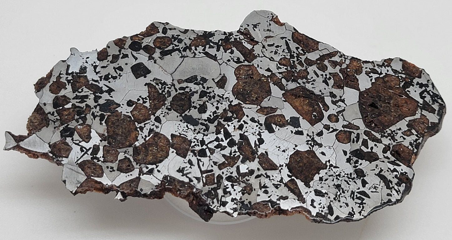 Hassi el Biod 002 Polished Slice 28.3 grams RARE Ungrouped Pallasite Meteorite