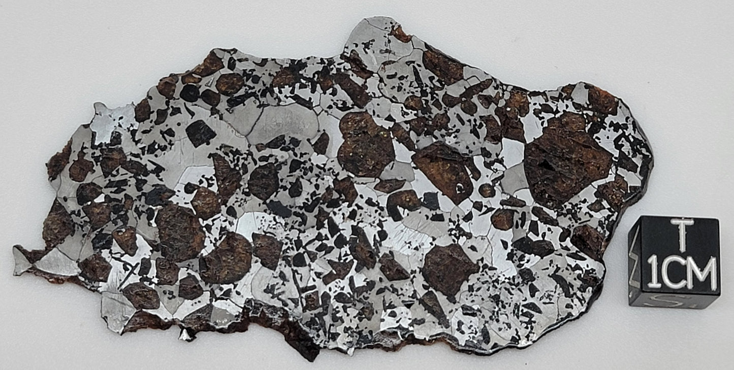 Hassi el Biod 002 Polished Slice 28.3 grams RARE Ungrouped Pallasite Meteorite