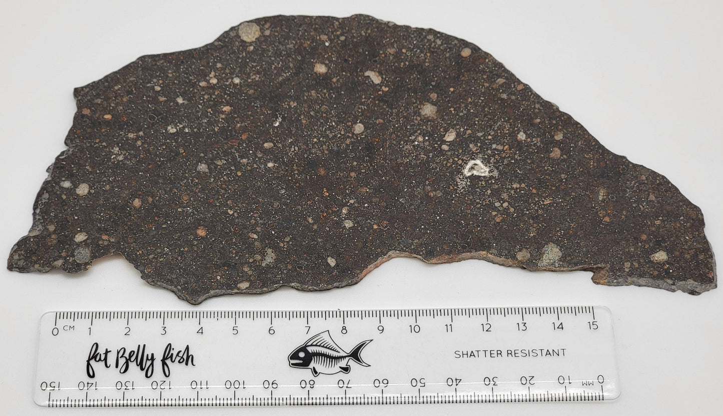 NWA 14659 Meteorite Slice Ordinary Chondrite LL3 - 124.8g