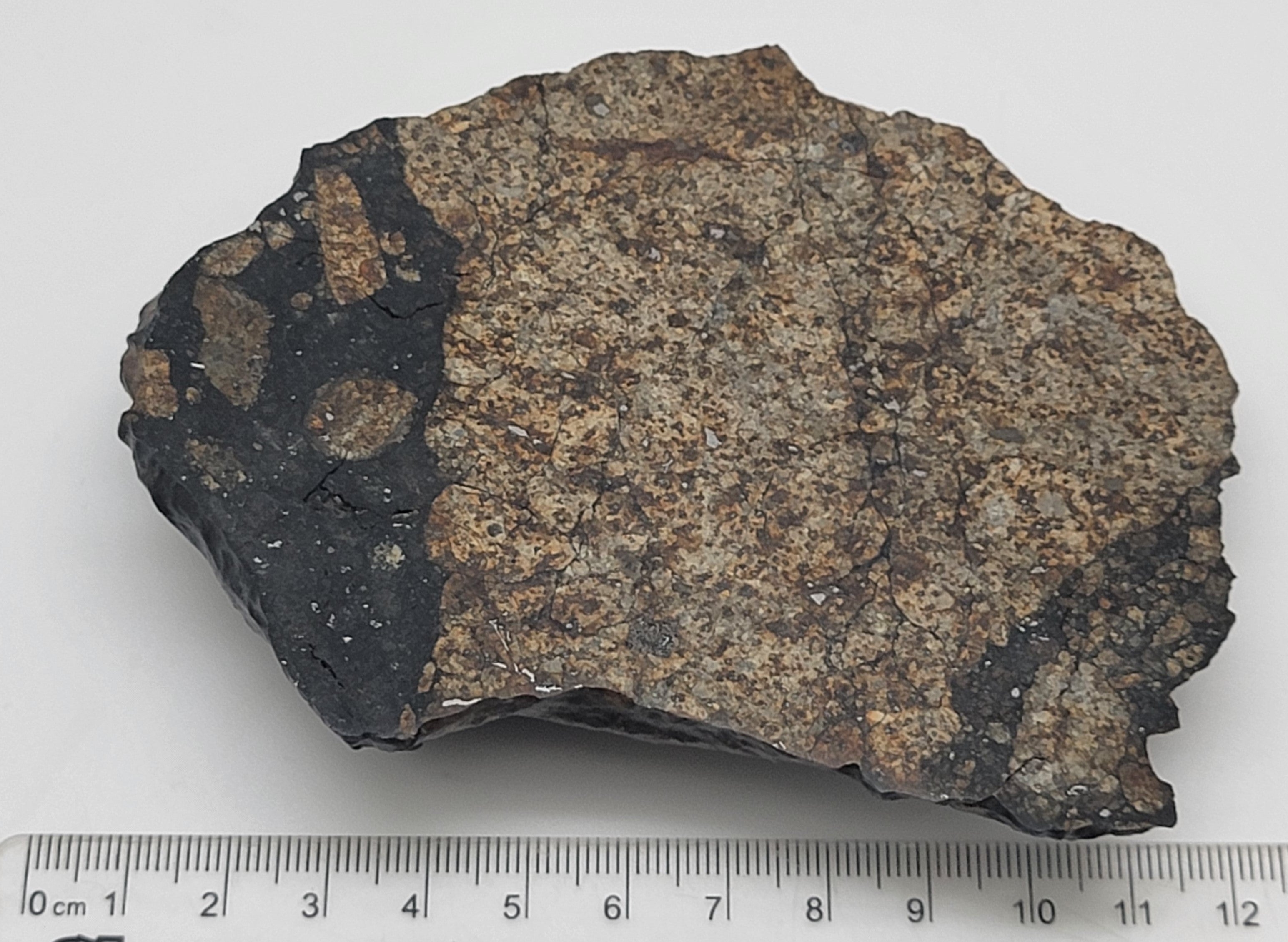 NWA 14615 End Cut Carbonaceous Chondrite L-Melt Breccia - 341.5g